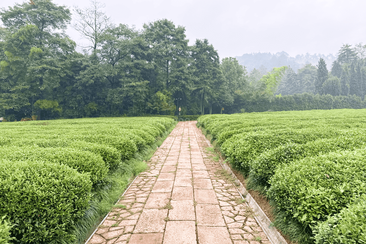 径山竹茶园环境图